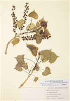 藏品(西方寬葉白楊)的圖片